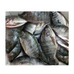 Fish Fillets Manufacturer - Organic Frozen Tilapia