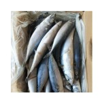 Mackerel Factory - High Quality Frozen Pacific