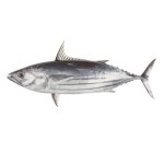 Tuna Fish Supplier - Frozen Whole Round Bonito