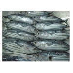 Tuna Fish Supplier - Frozen Whole Round Bonito