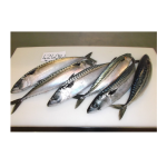 Fish Manufacturer - BQF IQF Whole Frozen