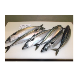 Fish Manufacturer - BQF IQF Whole Frozen
