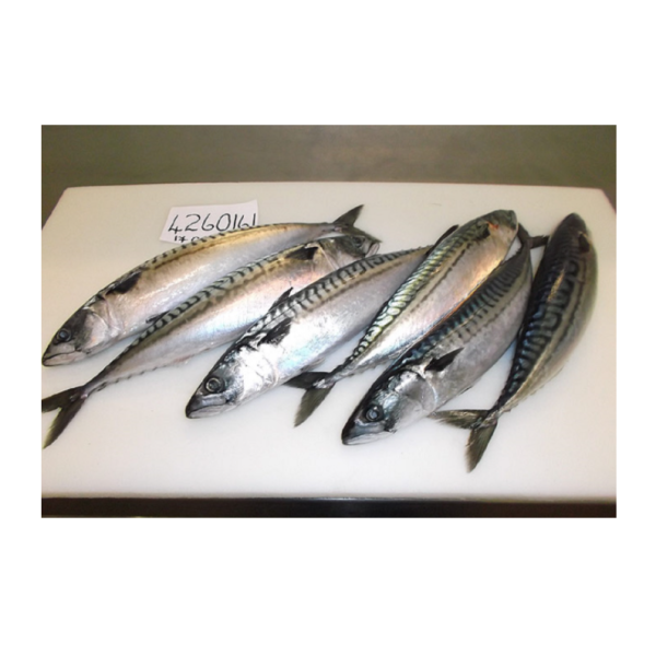 Fish Manufacturer - BQF IQF Whole Frozen