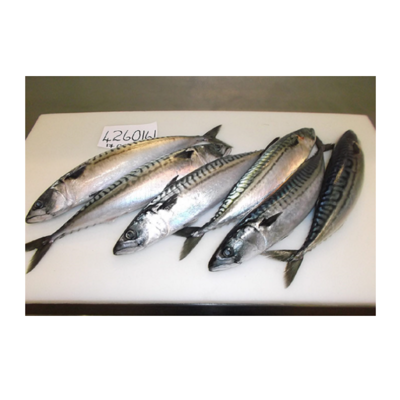 Fish Manufacturer - BQF IQF Whole Frozen
