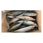 Mackerel Supplier - Spanish Horse Mackerel Price