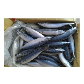Mackerel Factory - High Quality Frozen Pacific