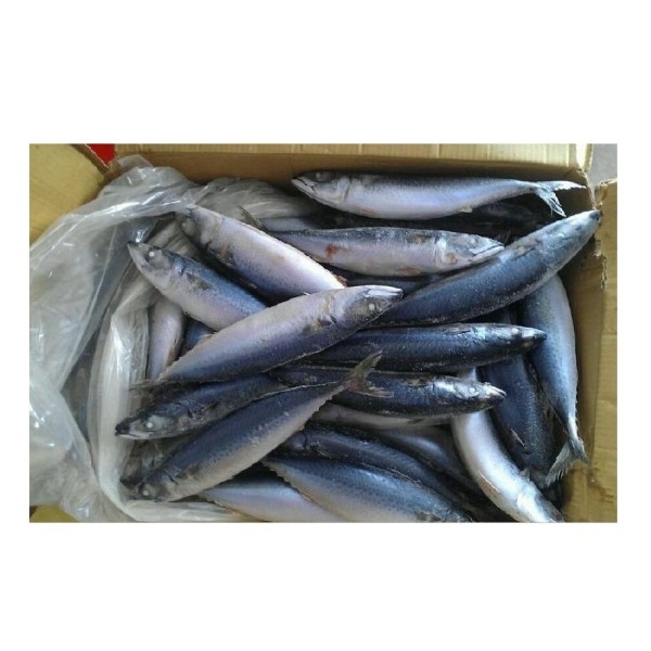 Mackerel Factory - High Quality Frozen Pacific