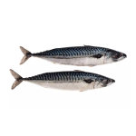 Fish Supplier - Manufacturer Whole Round Frozen