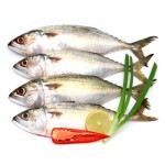 Mackerel Supplier - Brazil Export Frozen Horse