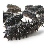 Sea Cucumber Factory - High Quality Dried
