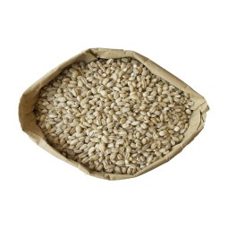 Barley Manufacturer - Premium Grade Organic