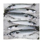 Mackerel Supplier - Brazil Export Frozen Horse
