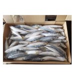 Mackerel Supplier - Brazil Export Frozen Horse