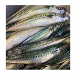 Mackerel Factory - Horse Mackerel Big Eye