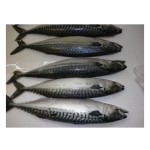 Fish Factory - Organic Frozen Pacific Mackerel