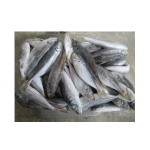 Fish Supplier - Manufacturer Whole Round Frozen