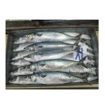 Mackerel Factory - Horse Mackerel Big Eye