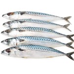 Mackerel Factory - Horse Mackerel Big Eye