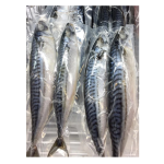 Mackerel Factory - High Quality Frozen Pacific
