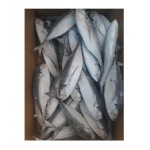 Fish Factory - High Quality Organic Frozen