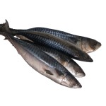 Mackerel Factory - High Quality Frozen Pacific