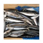 Fish Manufacturer - BQF IQF Whole Frozen