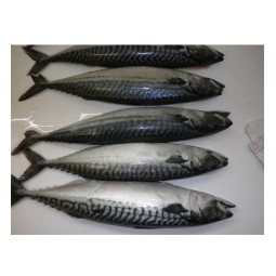 Mackerel Supplier - Spanish Horse Mackerel Price