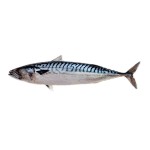 Mackerel Factory - Horse Mackerel Big Eye