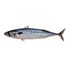 Mackerel Factory - Horse Mackerel Big Eye