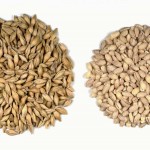 Barley Factory - Best Quality Competitive Price