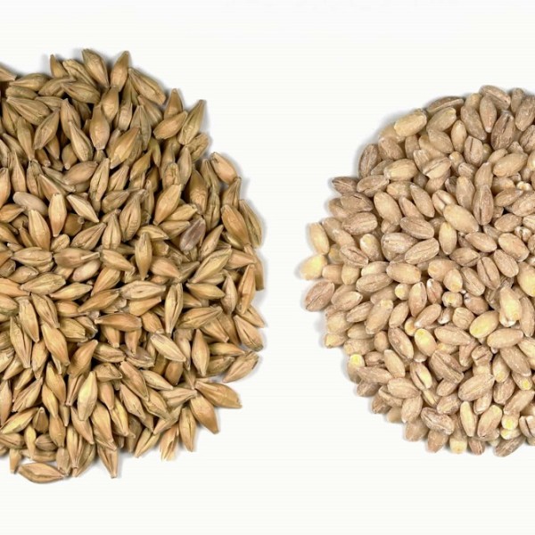 Barley Factory - Best Quality Competitive Price