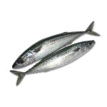 Fish Supplier - Manufacturer Whole Round Frozen