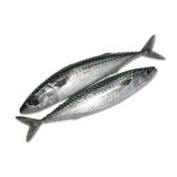 Fish Supplier - Manufacturer Whole Round Frozen