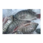 Fish Fillets Manufacturer - Organic Frozen Tilapia
