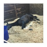 Wood Shavings Supplier - Cheap Bulk Pine Wood