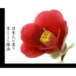 Face Wash Manufacturer - White Tsubaki Camellia Oil 190g New