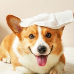 宠物清洁巾生产厂家-厂价直供无酒精五指