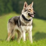 Pet Collar Factory - Customize Logo Color Metal Buckle