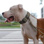 Dog Collar Manufacturer - In Stock Heavy Duty Tactical Nylon