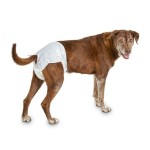 Dog Diaper Manufacturer - High Quality Absorbent Soft Male