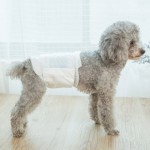Pet Diaper Manufacturer - Wholesale Ultra Soft Bamboo