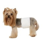 Pet Male Diaper Factory - 2023 Hot Selling Reasonable Price