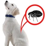 Pet Cleaner Factory - Three-Piece Portable Pest Catcher Comb