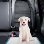 Pet Training Pads Manufacturer - Disposable Dog Supplies