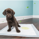 Pet Training Pads Manufacturer - OEM Custom Wood Material Training Pads