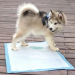 Pet Training Pad Manufacturer - Eco-Friendly 5 Layers Heavy Duty