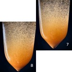 Brine Shrimp Eggs Supplier - Hatching Rate 90% Artemia