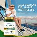 OEM Urolithin a Capsules Supplement Powerful Antioxidant Protection Mitochondrial Health and Cell Repair