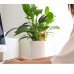 浇水钉供应商 - 陶土自浇水盆