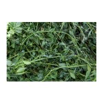 Alfalfa Hay Supplier - Bulk Custom Packaging Animal Feed